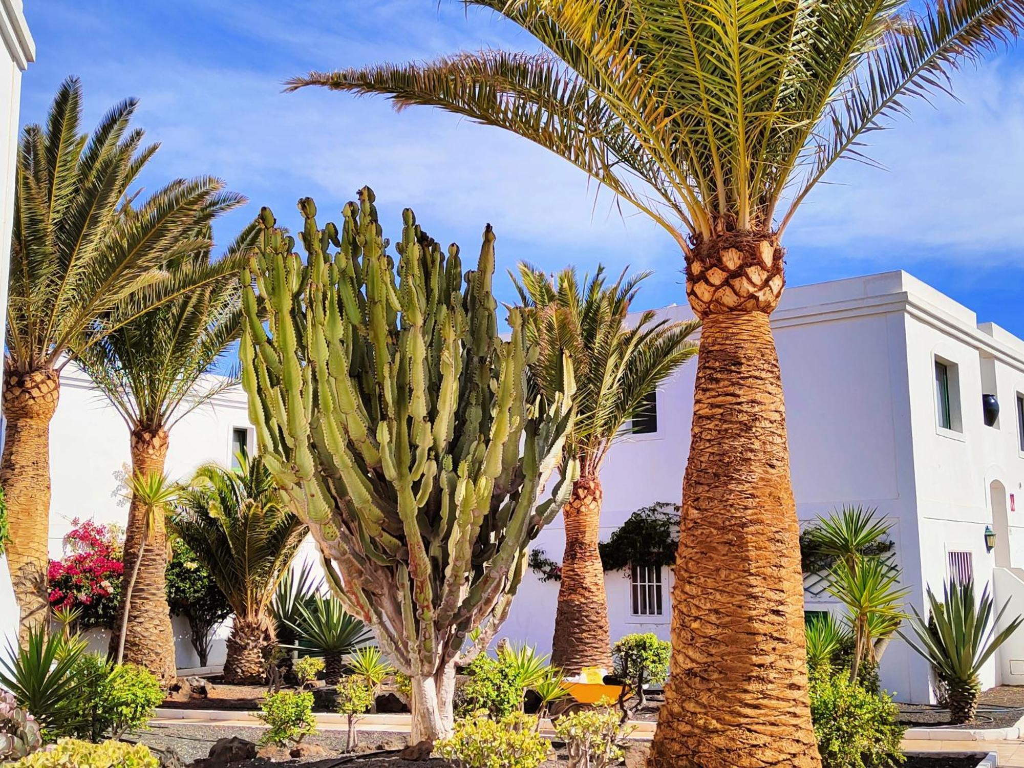 Flor De Las Dunas Pools Wifi Tennis Bikes For Free Corralejo Luaran gambar
